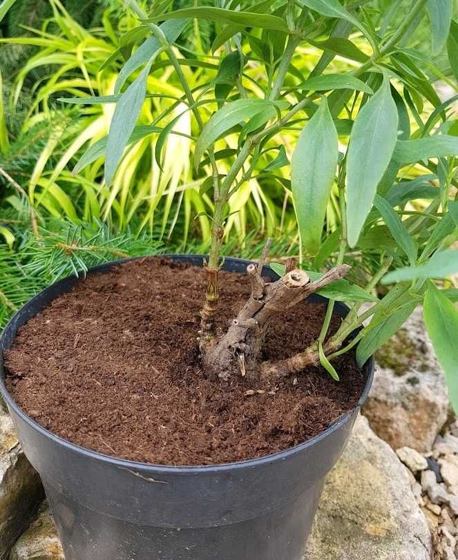 Ostrogowiec czerwony z mojego ogrodu dwuletni 1 szt. 2L