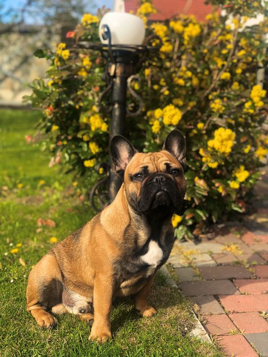 В’язка французький бульдог