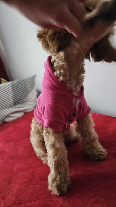 kurtka, bluza, dla psa