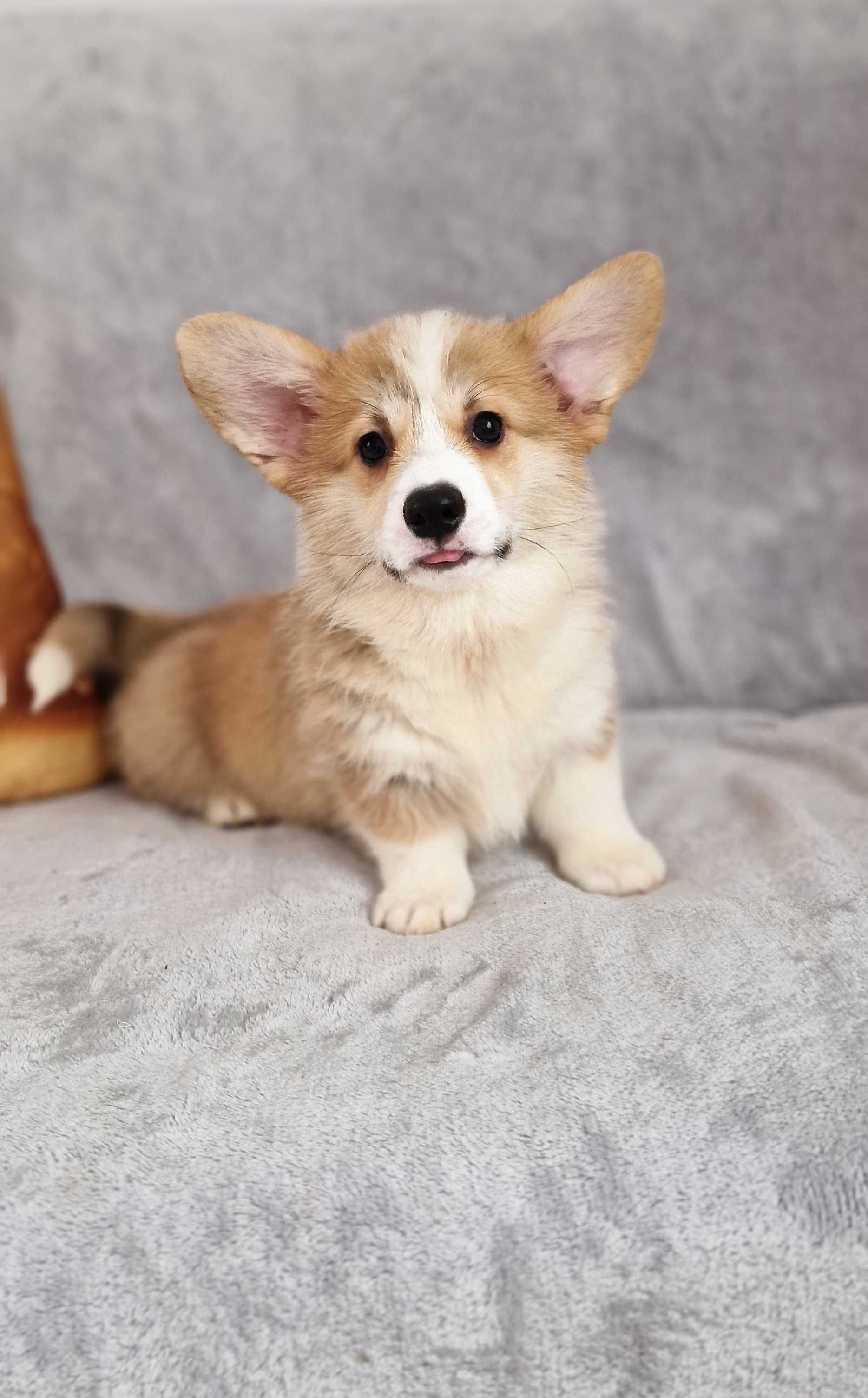 Welsh Corgi Pembroke