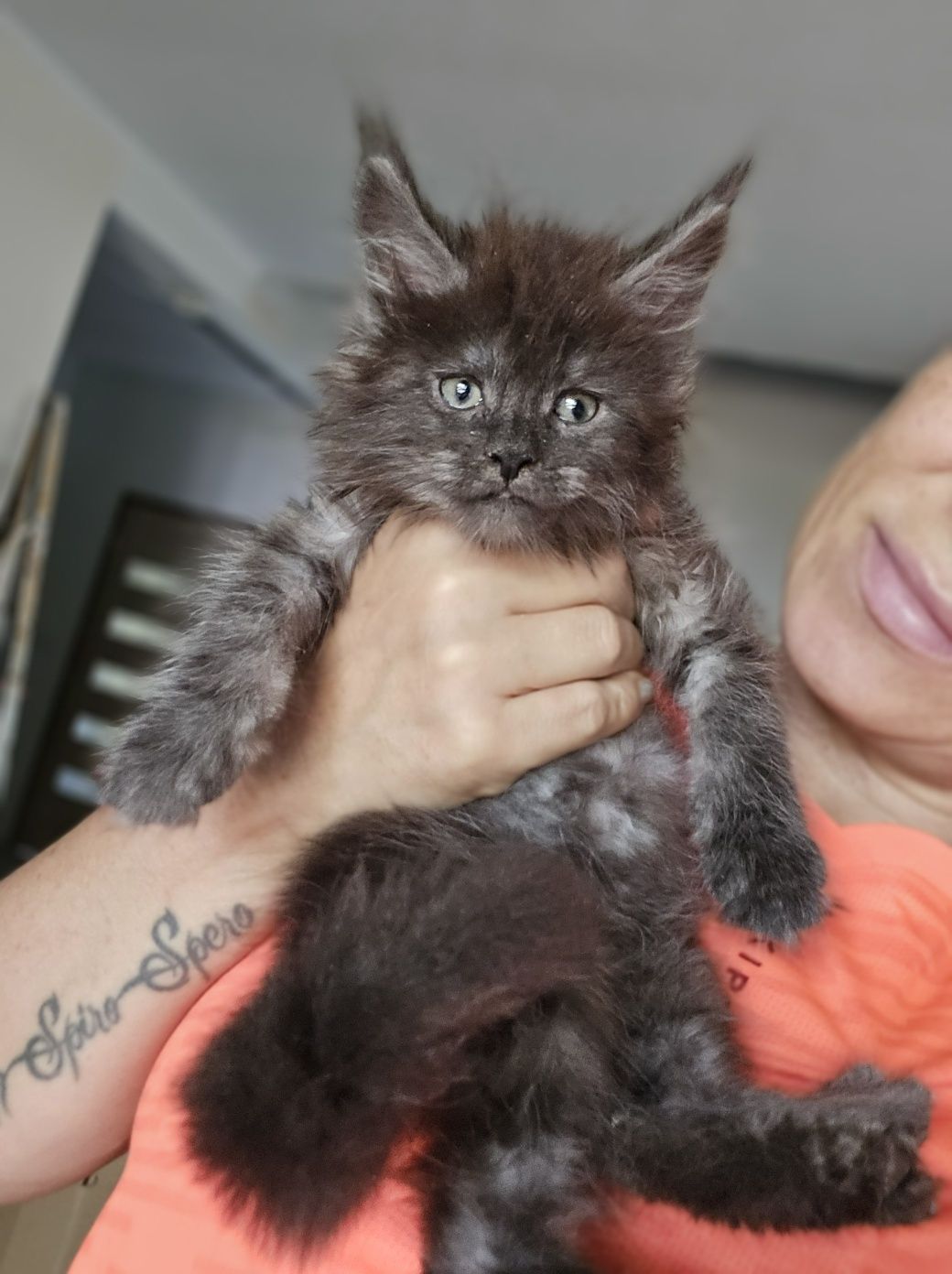 Mainecoon Coon Kocurek Felis Polonia