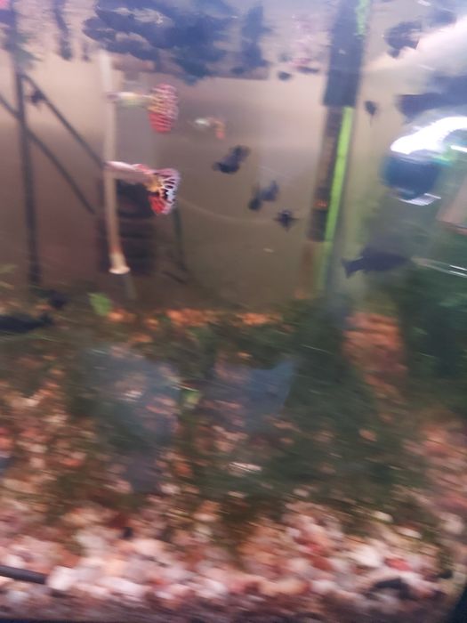 Sprzedam gubiki samce