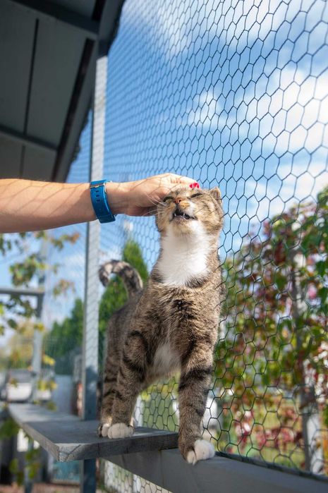 Szarlotka czeka na swój wymarzony dom