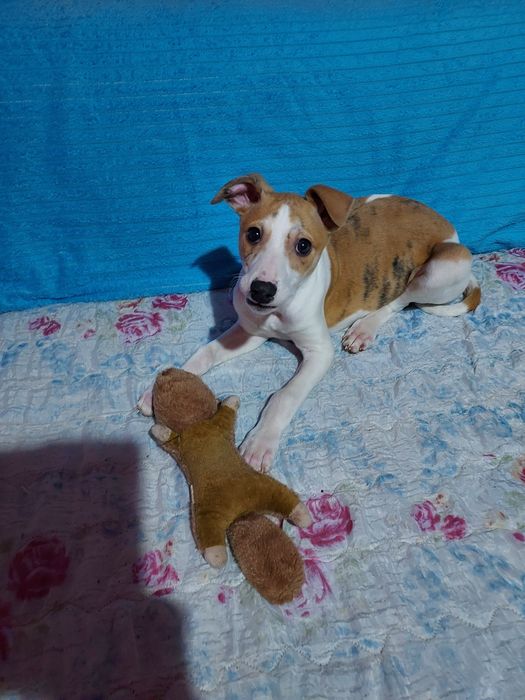 Chart Angielski Whippet  piesek