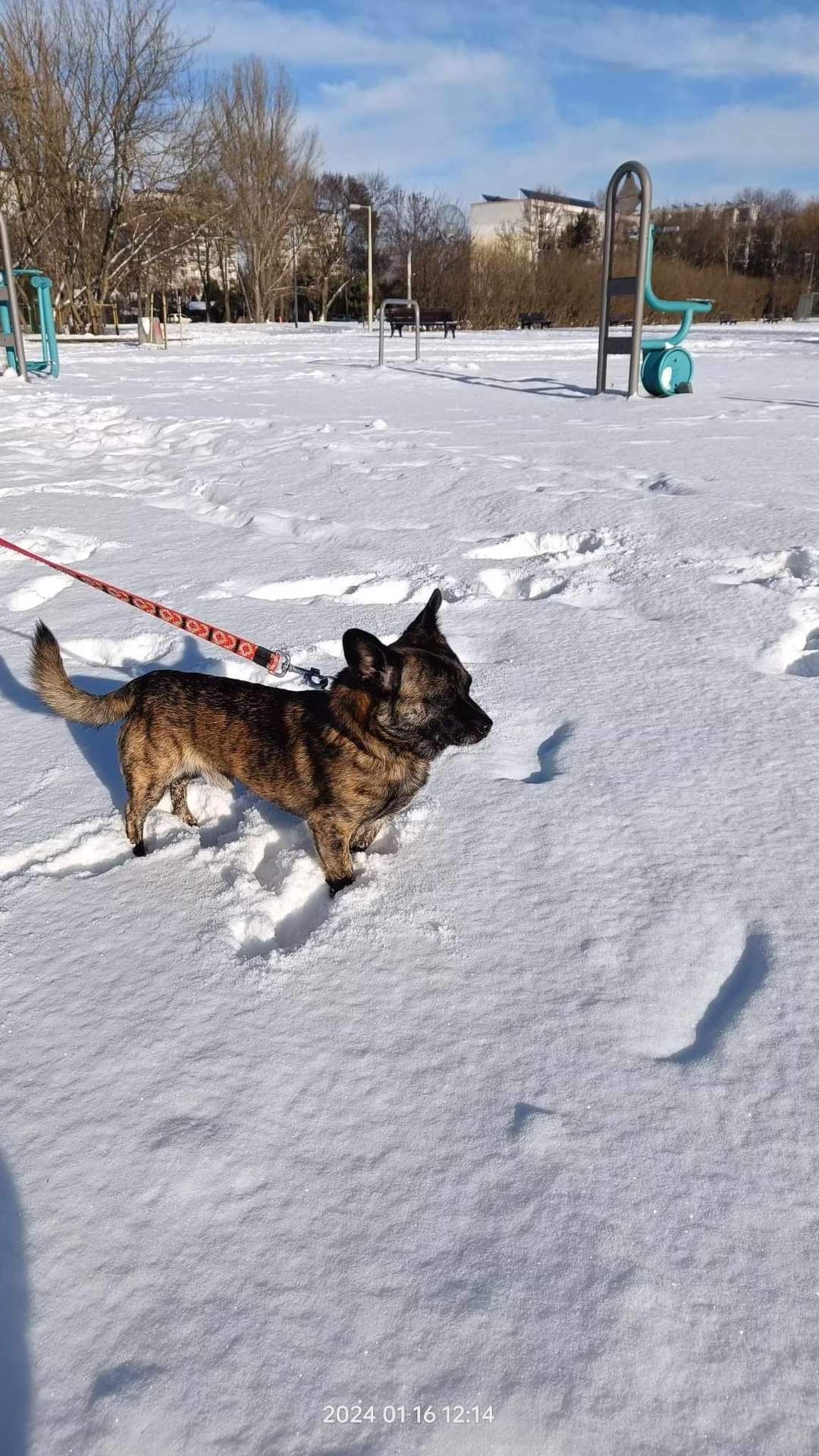 Tiger malutki cudowny psiak do adopcji