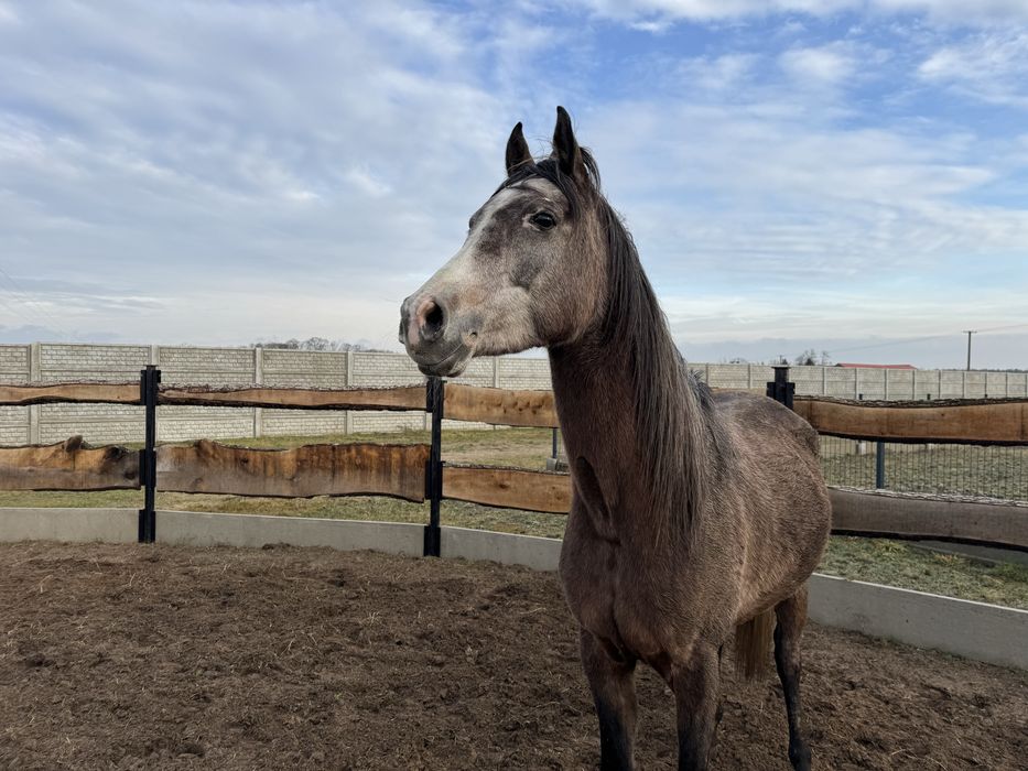Wałach Arabski. Bardzo grzeczny ! Idealny dla dziecka.  4 lata.