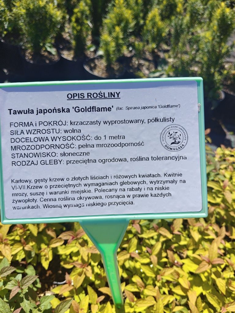 Tawuła japońska Goldmund, Goldflame, żółta, pomarańczowa