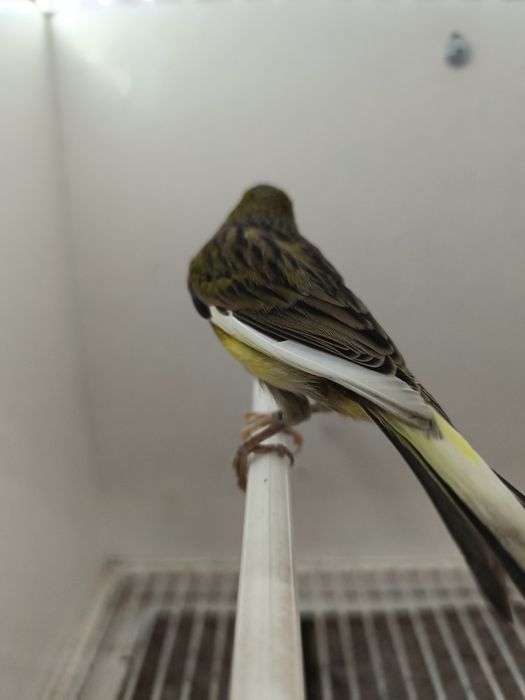 Vendo 2 Machos Timbrado Espanhol