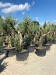 Oliwka europejska; Olea europea