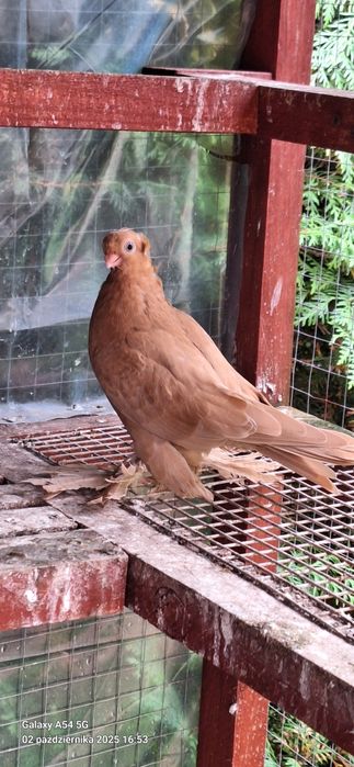 Wywrotek Mazurski żółta samiczka