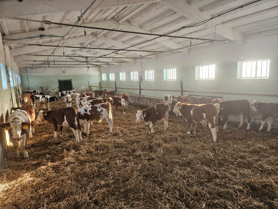 Byczki Mięsne Odsadki Opasy Świetny Towar od ROLNIKA