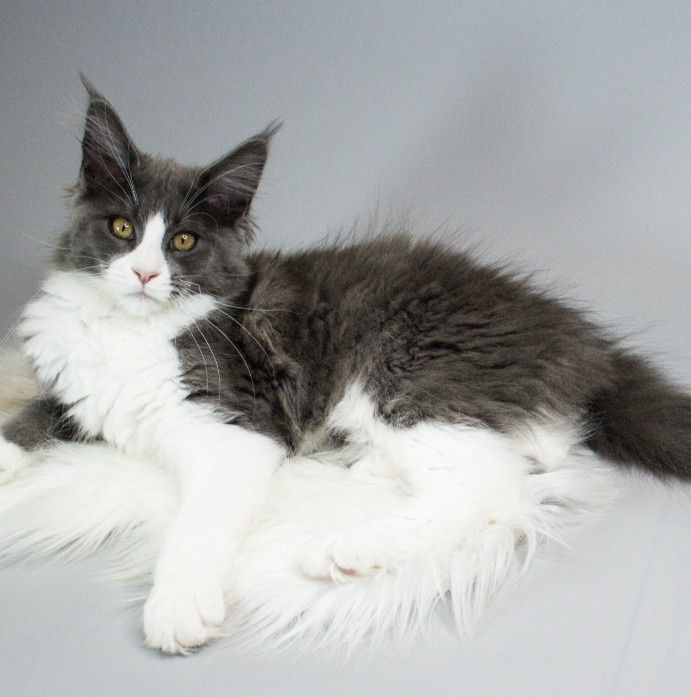 Мейнкун дівчинка з родословною