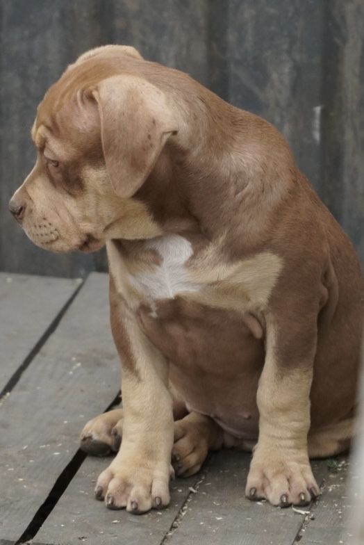 American Bully XL ABKC