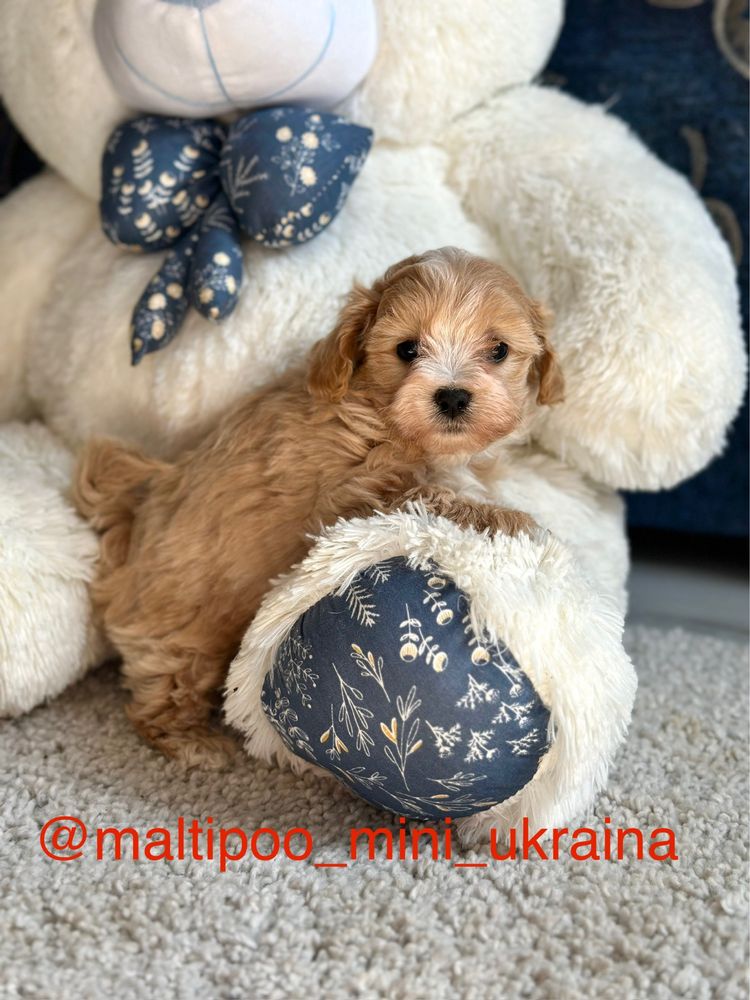 Мальтіпу ф1 мікро і міні цуценята
