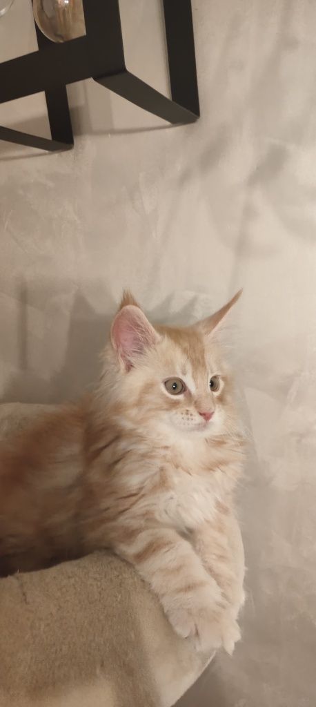 Bastian kocurek Maine Coon