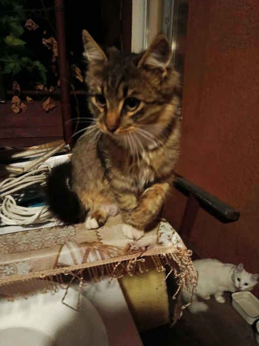 Котики в хорошие руки