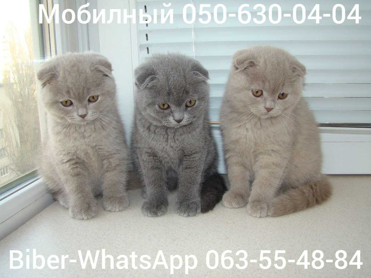 Шотландские котята.