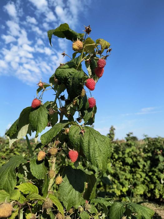 Малина, саджанці Поляна , джоан джей