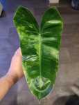 Philodendron Burle Marx Variegata pędówka ukorzeniona