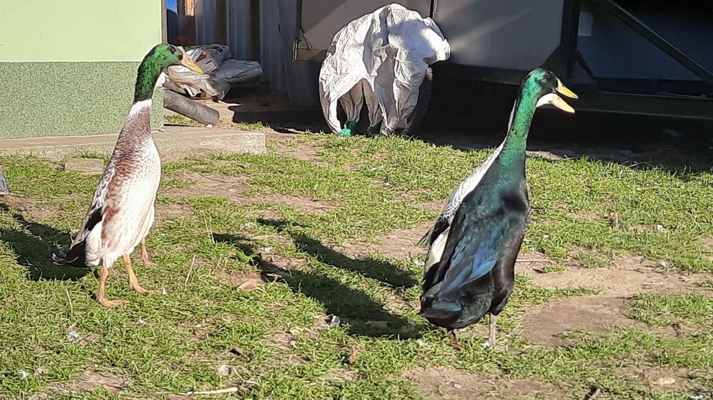 Biegus indyjski KACZORY srebrne i szmaragdowe