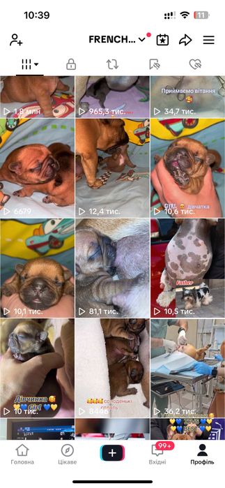 Бівер йорк 5 хлопчиків та 2 дівчинки