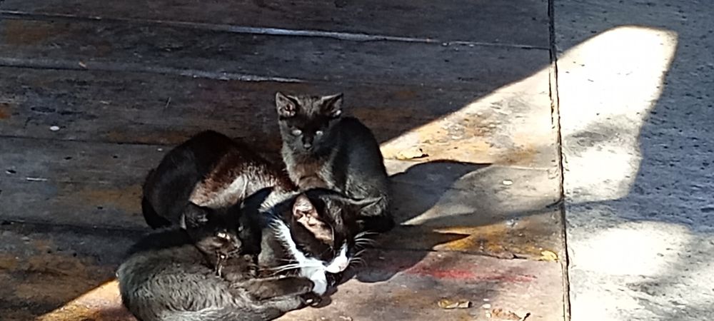 Oddam za darmo czarne  kotki