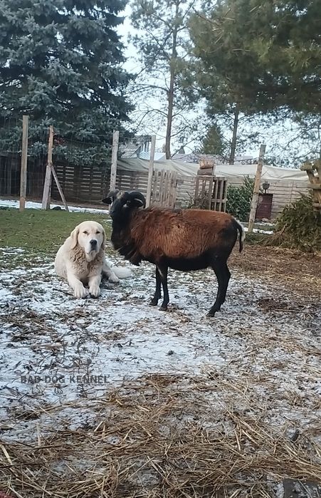 Szczenię Owczarek Środkowoazjatycki