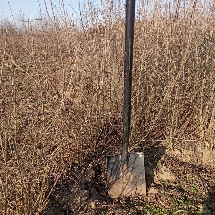 Liguster idealny na żywopłot