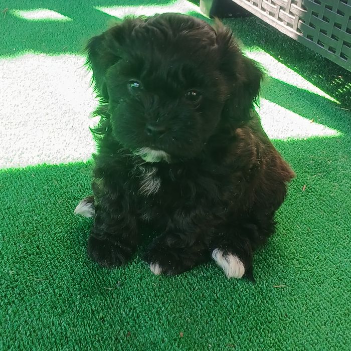 Pies samiec Shihpoo – Pudel miniatura red i Shih tzu tricolor.