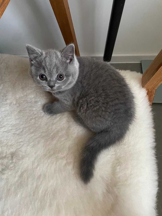 Kotka brytyjska niebieska krótkowłosa z rodowodem z hodowli