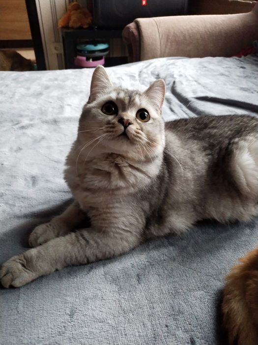 Шотландська дівчинка серебриста шиншила.