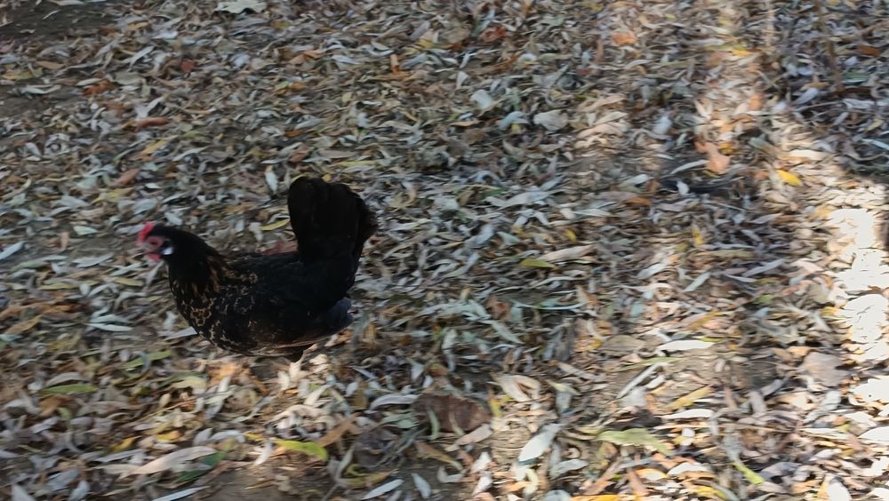 Liliputki miniaturki karzełki liliput para kura kogut lokowany loczek