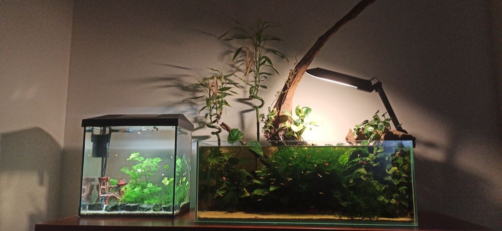 Akwarium opti white zestaw 108 litrów.