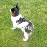 Spaniel kontynentalny miniaturowy Papillon suczka tricolor ZKwP FCI