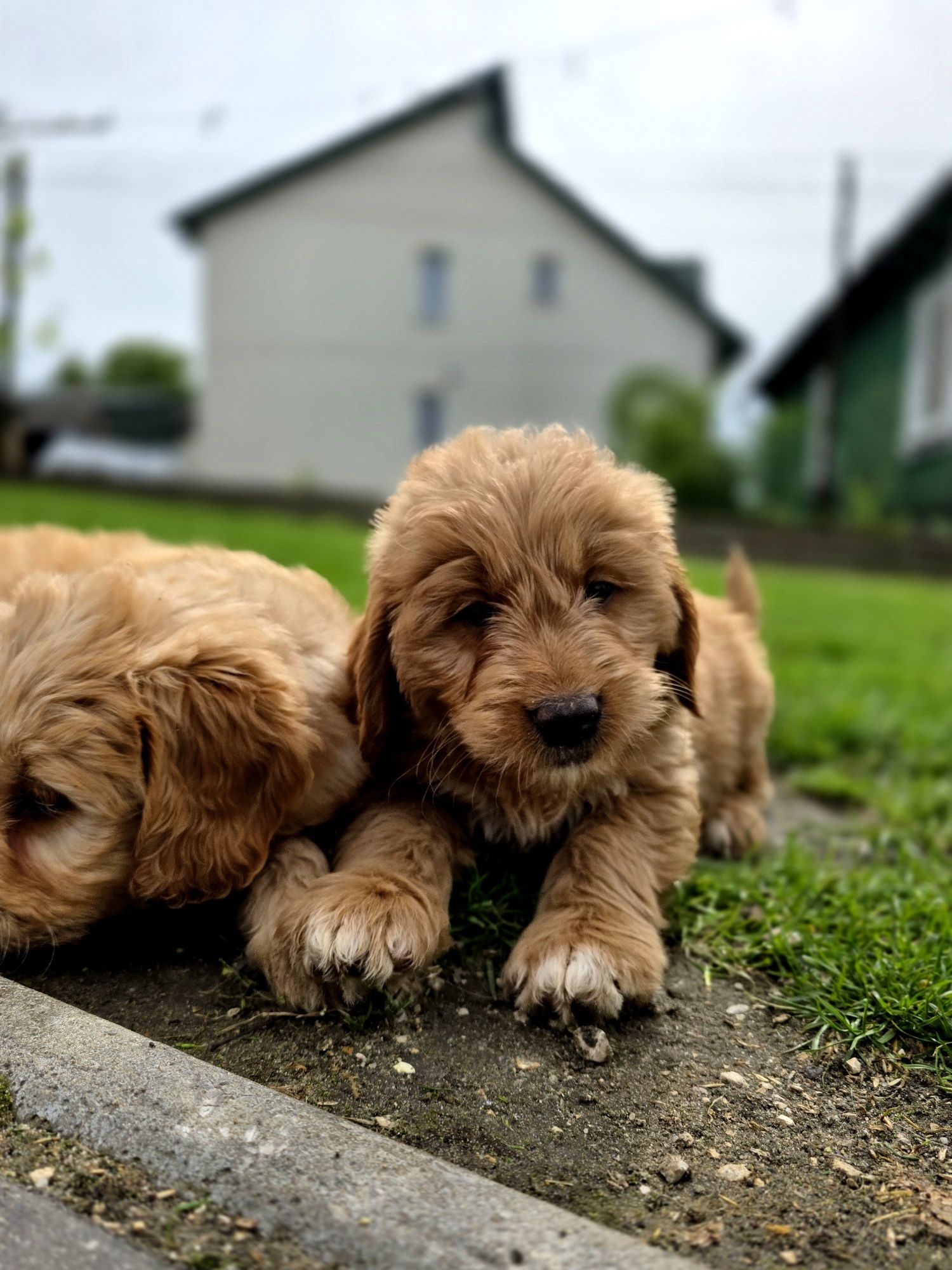 GOLDENDOODLE piesek f1 medium i standard