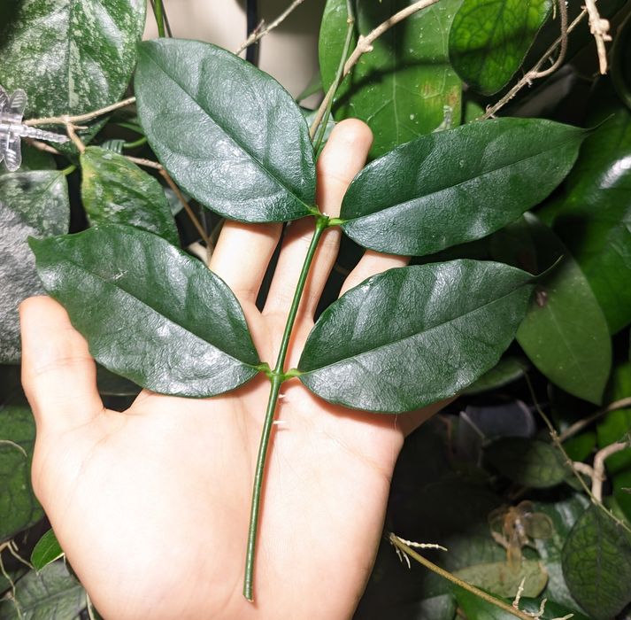Hoya Danumensis ssp amarii pink-yellow corona