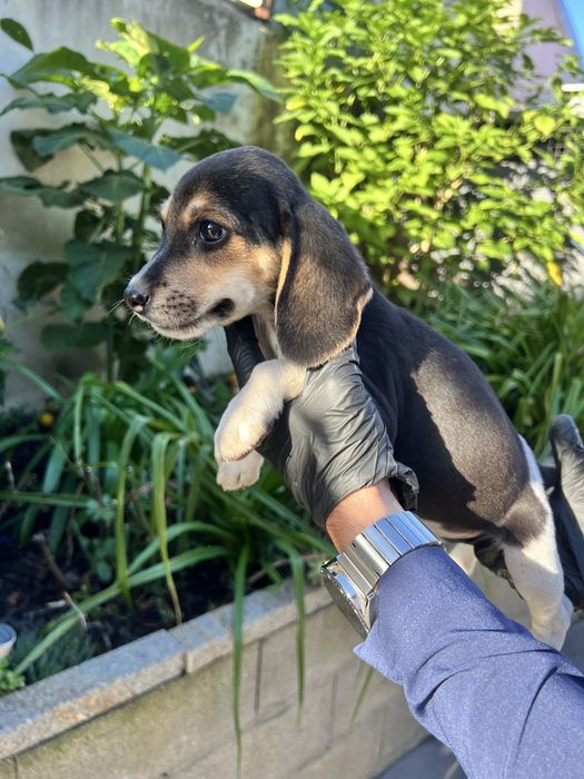 Beagle macho disponivel