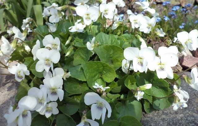 Продам Брунеру, Морозник,Герань,Осока,Фиалка, Флоксы