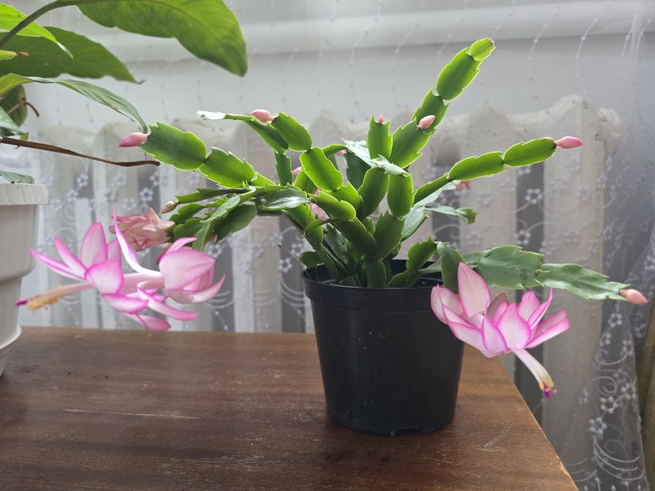 Різдвяник біло-рожевий