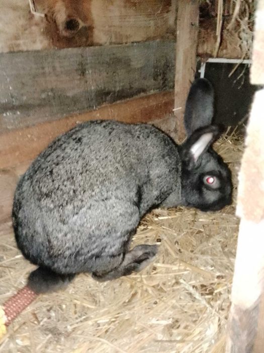 Królik samiec czarny