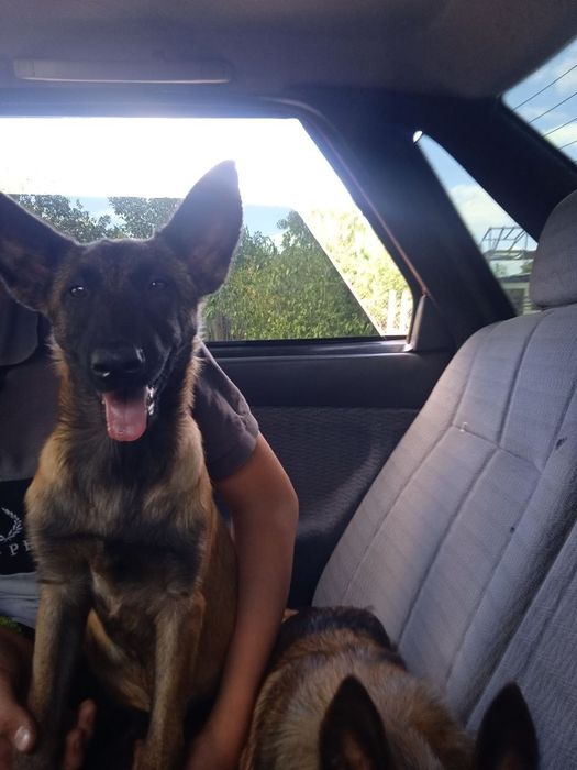 Продажа малинуа девочки