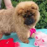 Chow chow ruda suczka ZKwP FCI