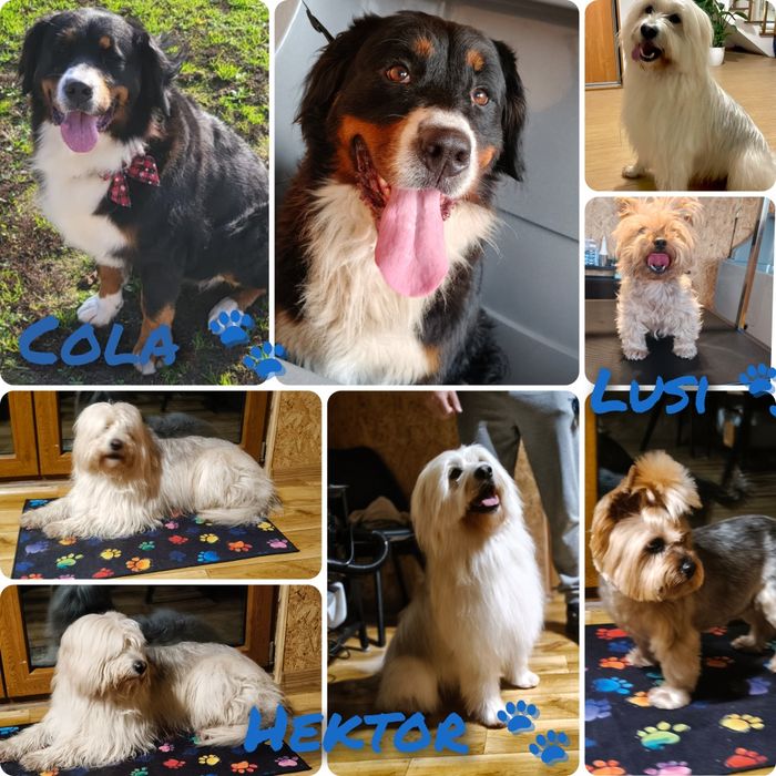 Strzyżenie, pielęgnacji psów Mała Mii