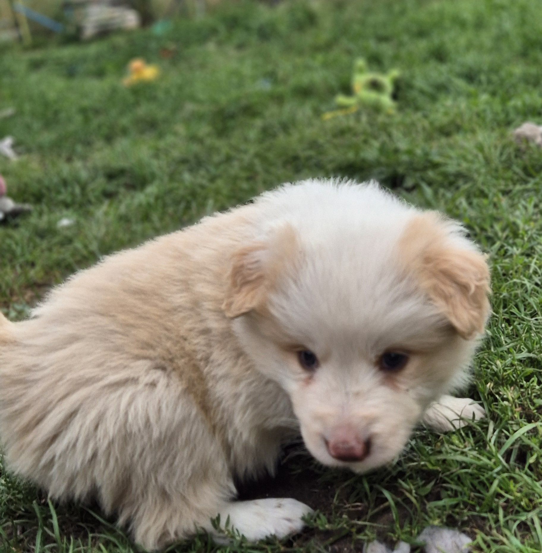 Piesek border collie ee red