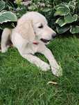 Piesek Golden Retriever