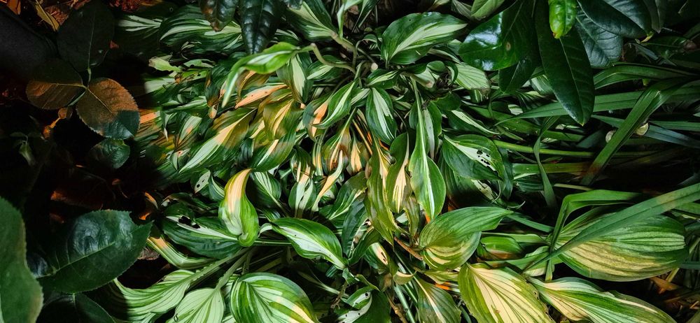 Funkia Hostia karpy kopane z ogródka