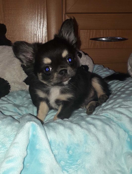 Chihuahua długowłosy