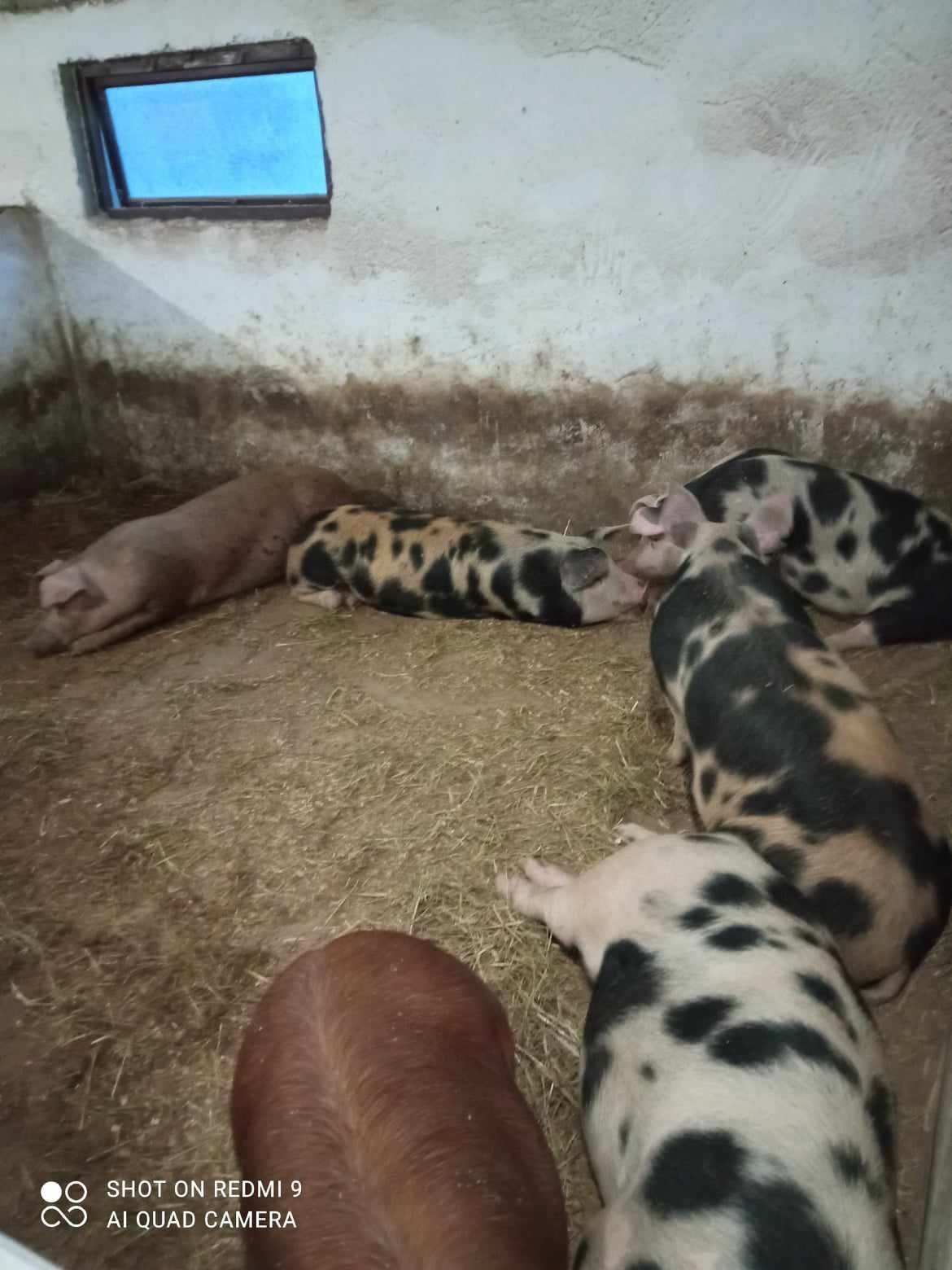 Продам свині годованими натуральними кормами