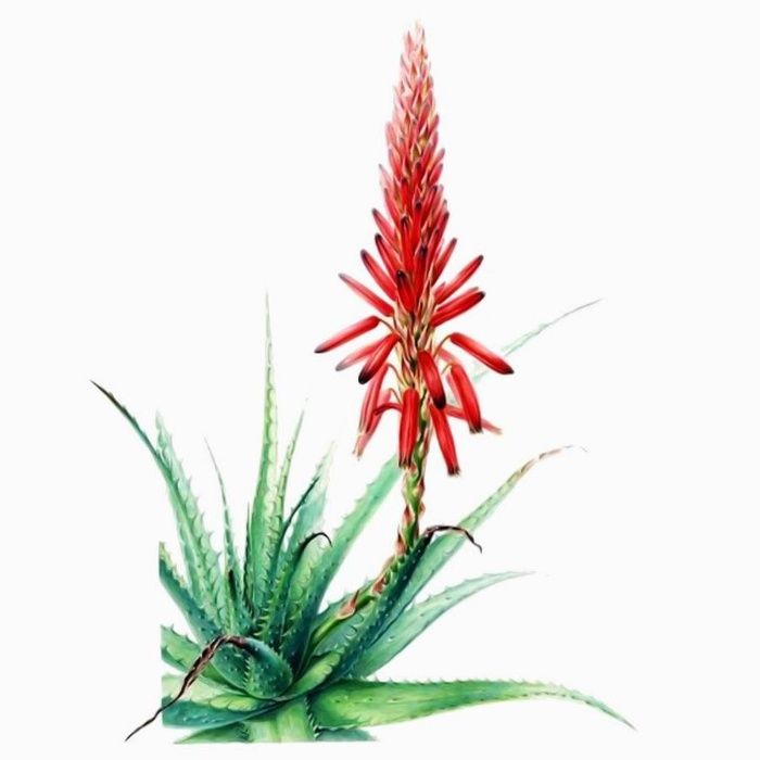 Aloe Barbadensis (Medicinal)