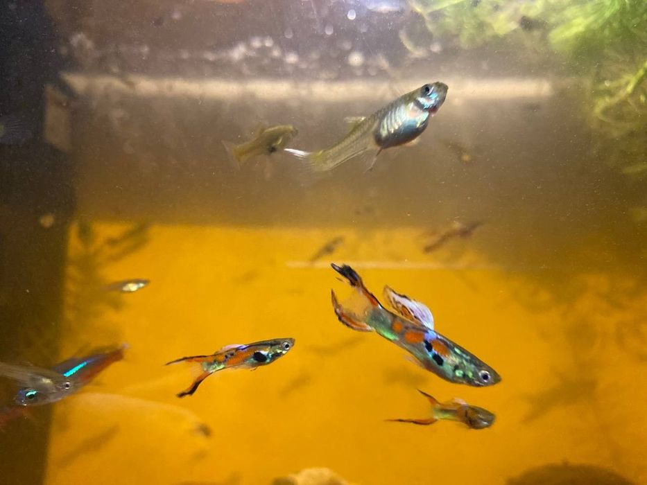 Guppy diversos macho e femea